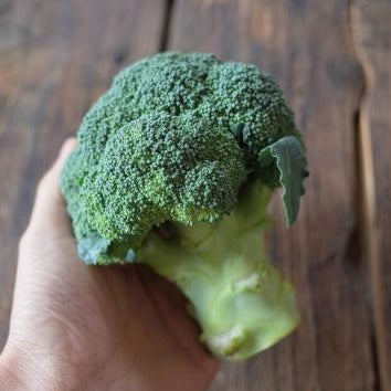 Organically grown broccoli (Sato Organic) 