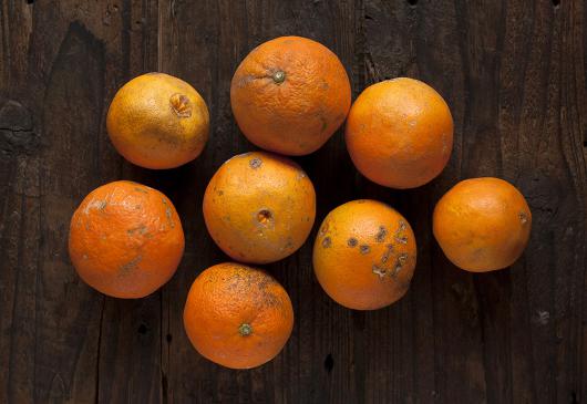 【キズあり】 自然栽培ネーブルオレンジ　1kg
