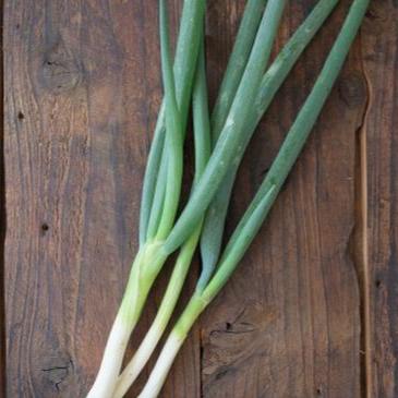 Organically grown Kujo green onions (Sato Organic) 