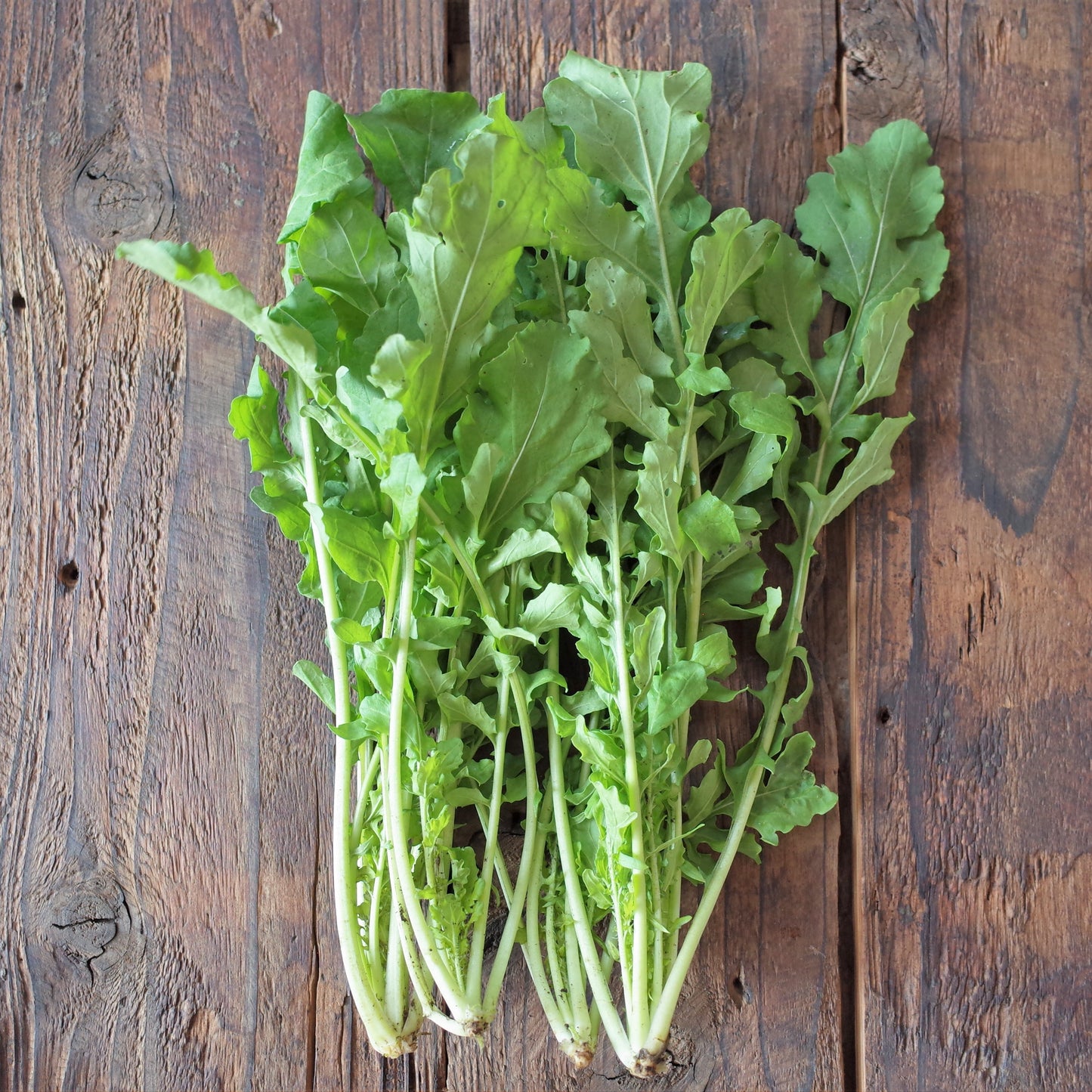 Naturally grown arugula (Ueno-san) 