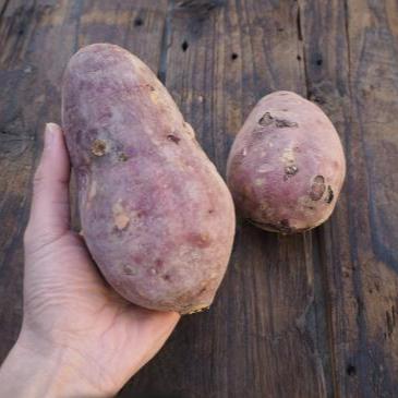 Naturally grown sweet potato (Beni Haruka) Large size 