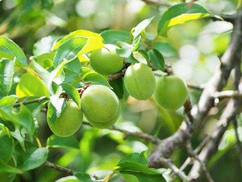 [10% off for advance reservations only] Fertilizer-free, pesticide-free green plums from 1kg 