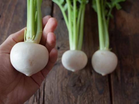 Naturally grown white turnip (by Fukumoto) 