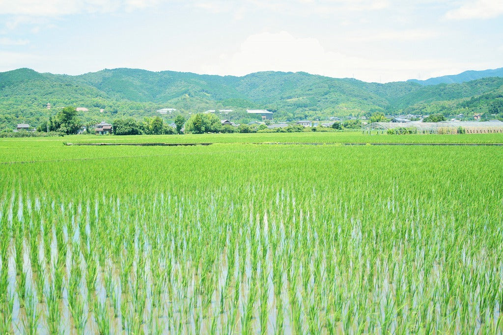 ★【新米】松本一宏さん　自然栽培米ササニシキ
