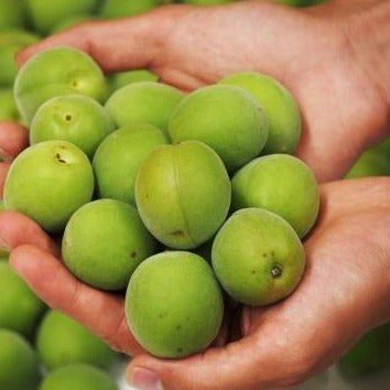 [10% off for advance reservations only] Fertilizer-free, pesticide-free green plums from 1kg 