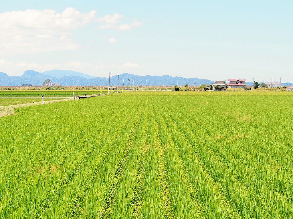 ★【2023年米】稲本薫さん　自然栽培米アキタコマチ