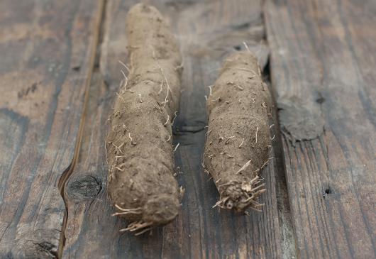 自然栽培山芋（上野さん）
