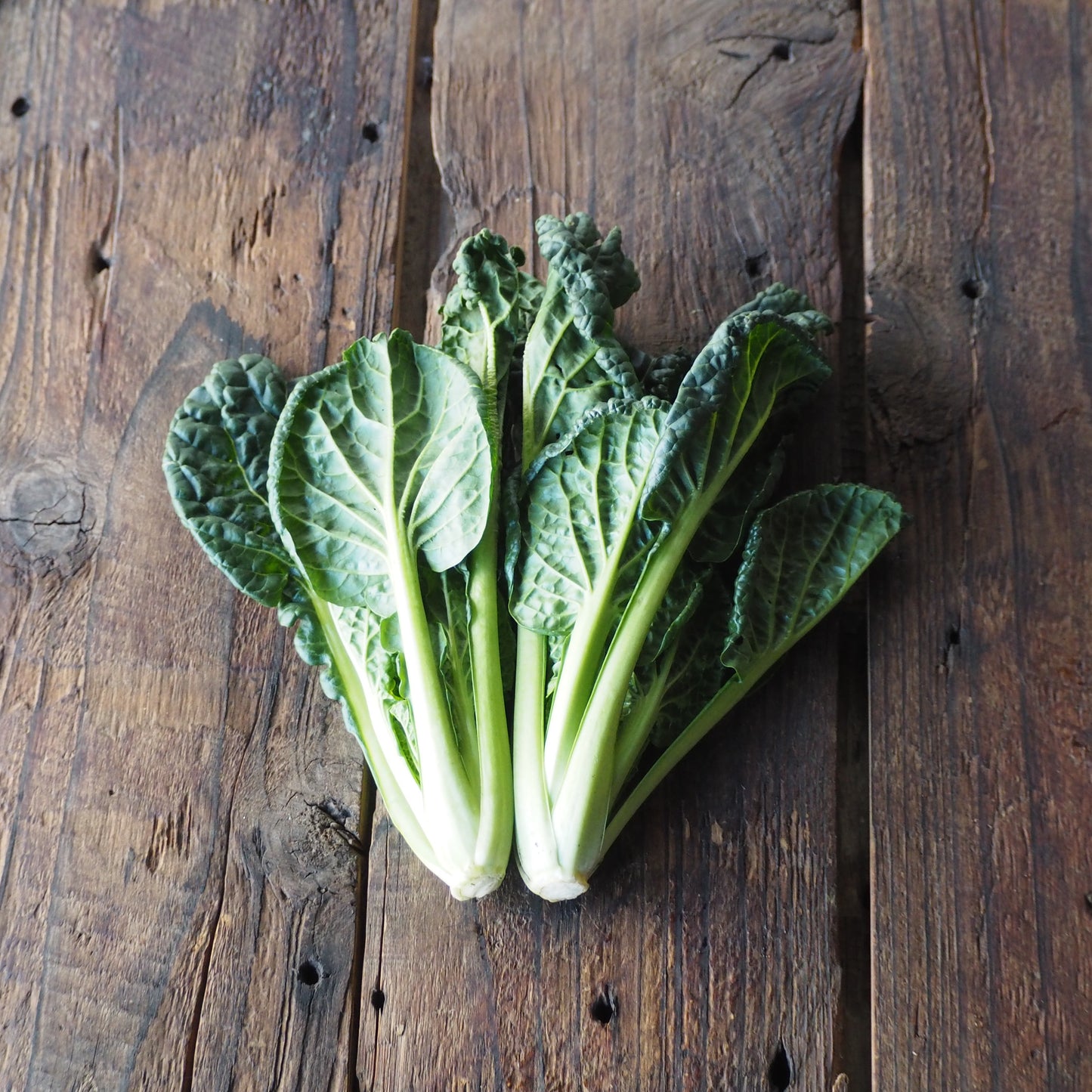 自然栽培ちぢみ菜（上野さん）