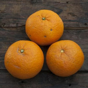 Naturally grown sweet oranges (by Fukushima) 