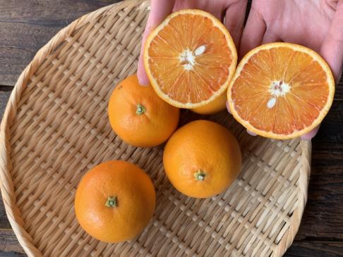 自然栽培ブラッドオレンジ(タロッコ種)