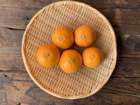 自然栽培ブラッドオレンジ(タロッコ種)