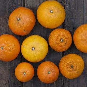 自然栽培おまかせ柑橘ボックス　熊本県産　３種　３～４kg