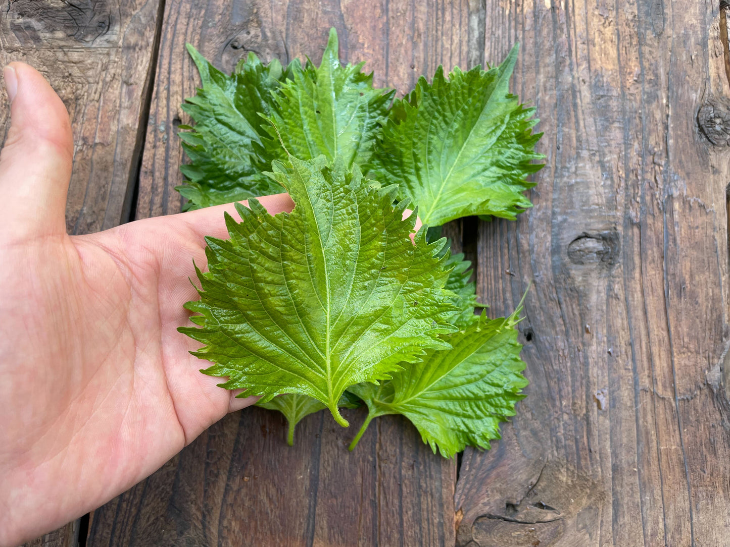 Naturally grown shiso leaves (by Ueno) 