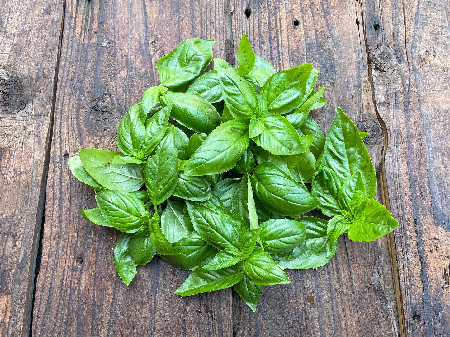 Naturally grown basil (Ueno-san) 