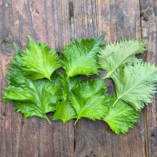 Naturally grown shiso leaves (by Ueno) 
