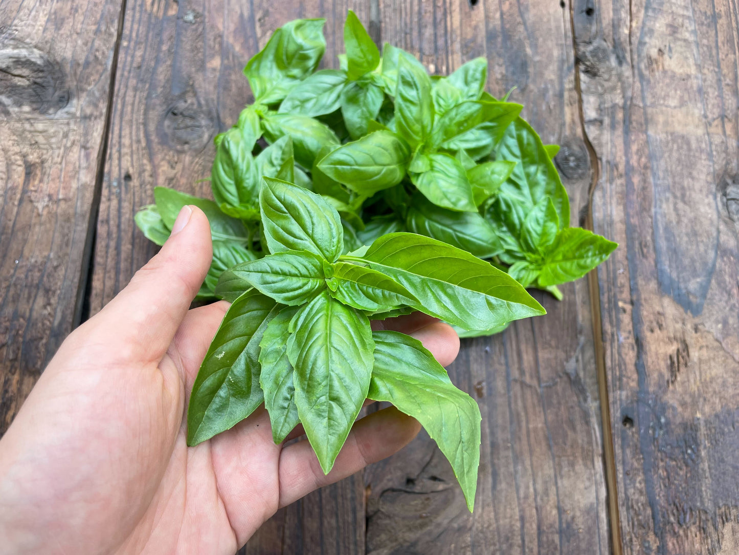 Naturally grown basil (Ueno-san) 