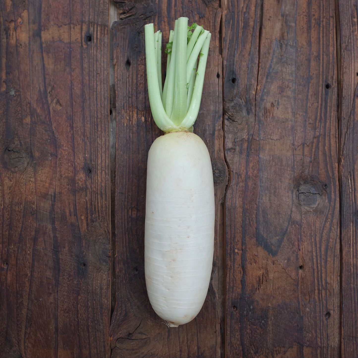 Naturally grown radish (Yamazaki)