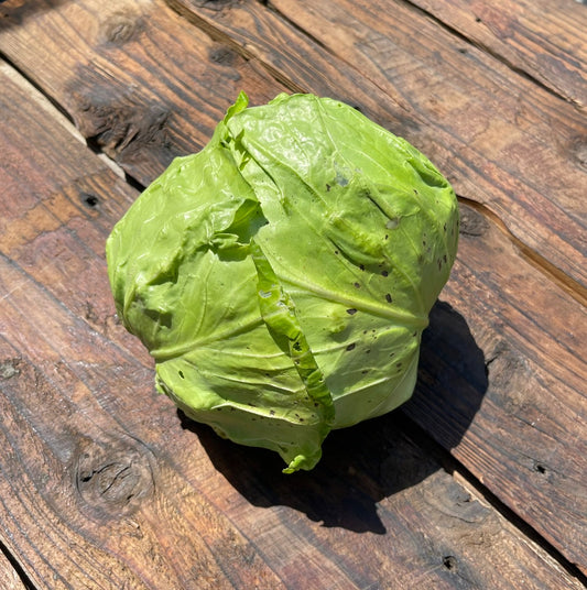 Organically grown cabbage (Sato Organic) 