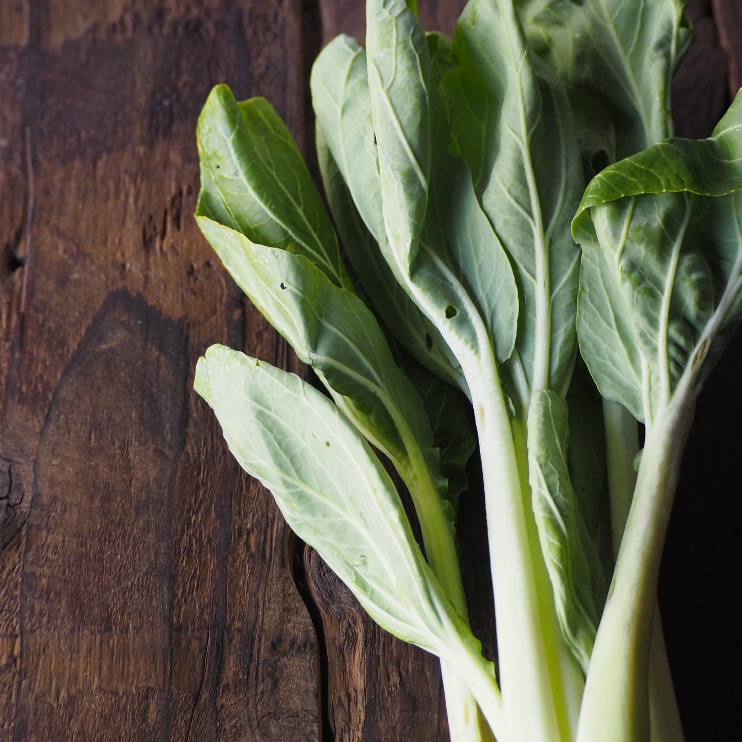 自然栽培パクチョイ（上野さん）