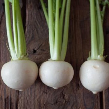 Naturally grown white turnip (by Fukumoto) 