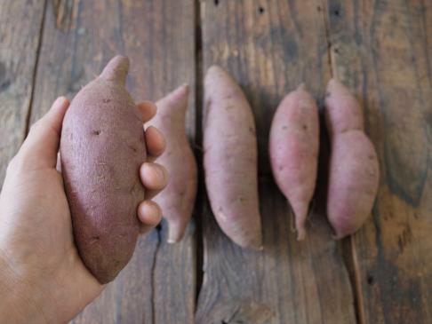 自然栽培ムラサキイモ（上野さん）