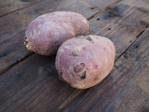 Naturally grown sweet potato (Beni Haruka) Large size 