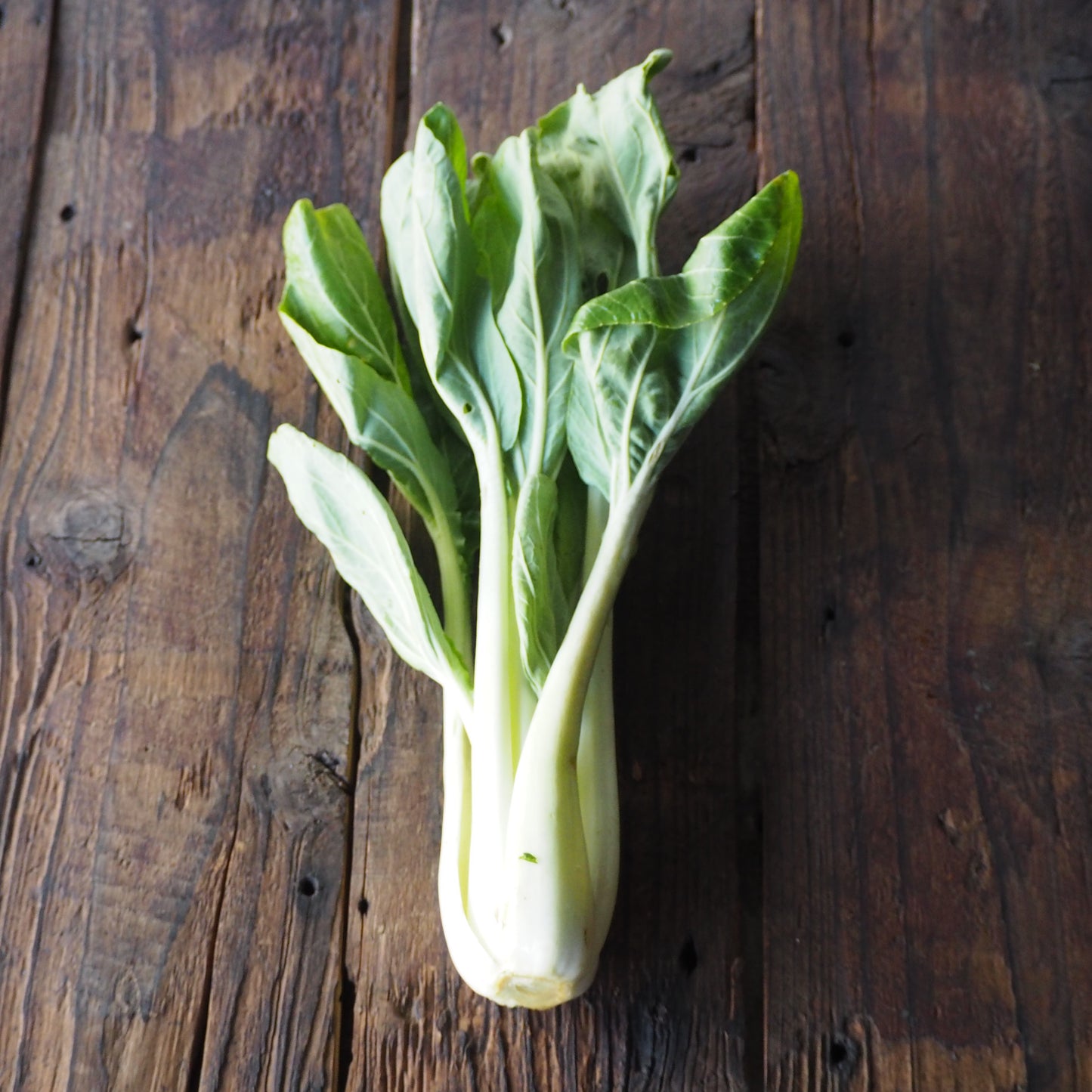 自然栽培パクチョイ（上野さん）